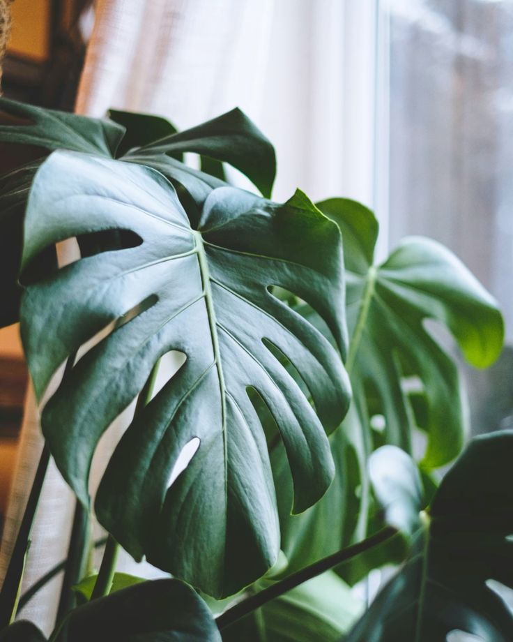 7 Ways House Plants Can Benefit Your Health